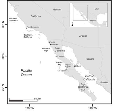 Inferring habitat use of the Pacific White Shark using vertebral chemistry